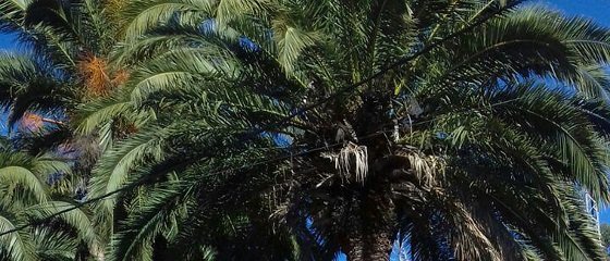 Tala palmas 2