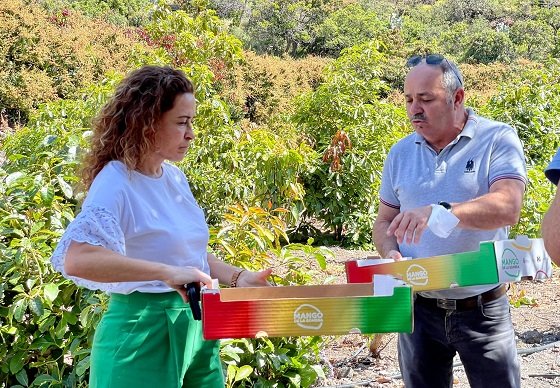 Cabildo y GMR apuestan por la comercialización del mango gomero y presentan su nuevo empaquetado