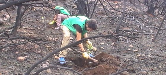 actividades de voluntariado para reforestar el Garajonay