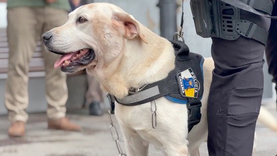 Foto Draco, agente canino K9, se jubila tras más de diez años de servicio con la Policía Local de Santa Cruz de La Palma