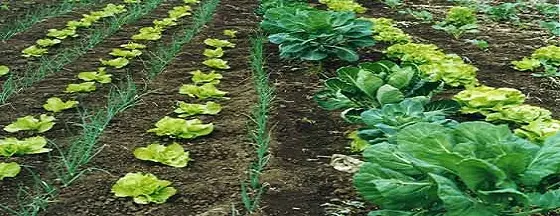 Curso: “Agricultura Ecológica”  en Valle Gran Rey, Noviembre-Diciembre 2013.