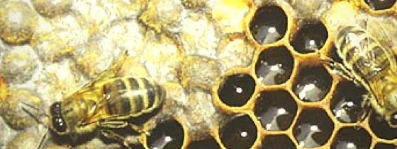 curso-apicultura-vh
