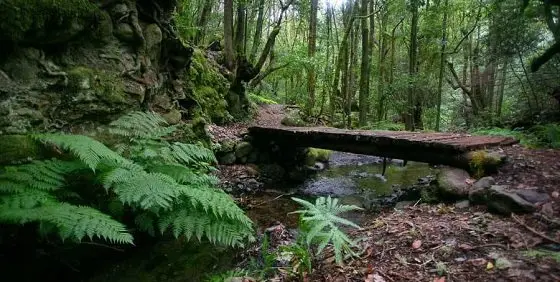 bosque-del-cedro-garajonay