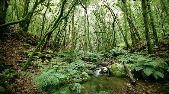 Bosque y arroyo de El Cedro